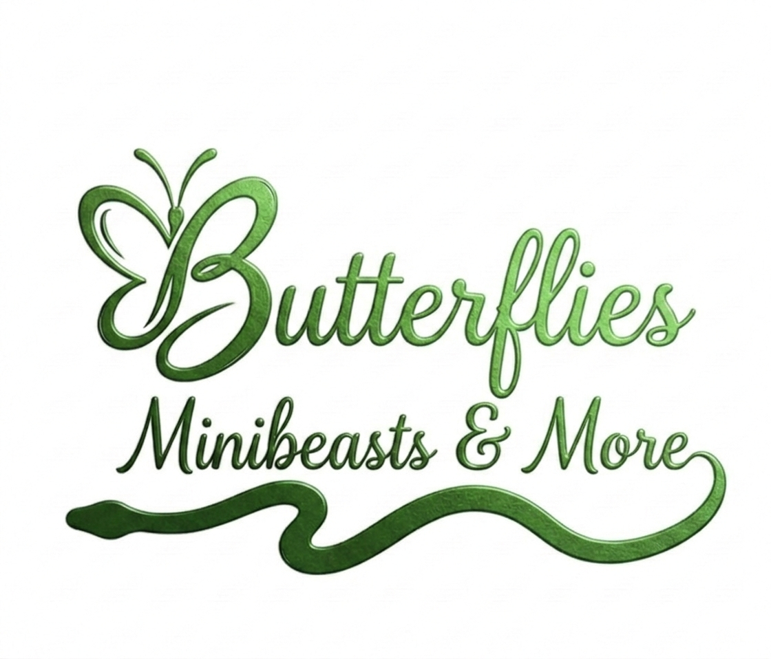 Butterflies Minibeasts & More